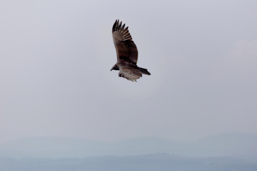 bird flying sky wings hawk bird flying sky wings hawk