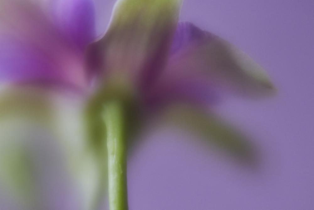 flower leaves close up purple petal flower leaves close up purple petal