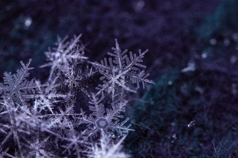 snow flake macro winter holiday snow flake macro winter holiday