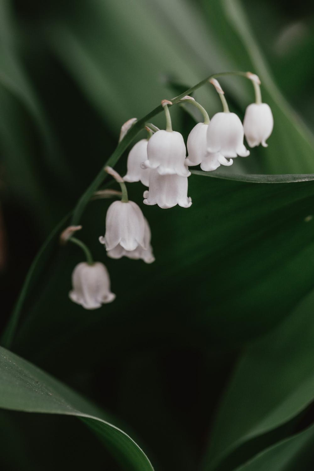White Lily Of The Valley Flower Photo White Lily Of The Valley Flower Photo