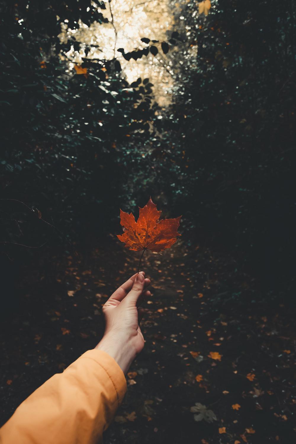 Single Orange Maple Leaf In Hand Photo Single Orange Maple Leaf In Hand Photo