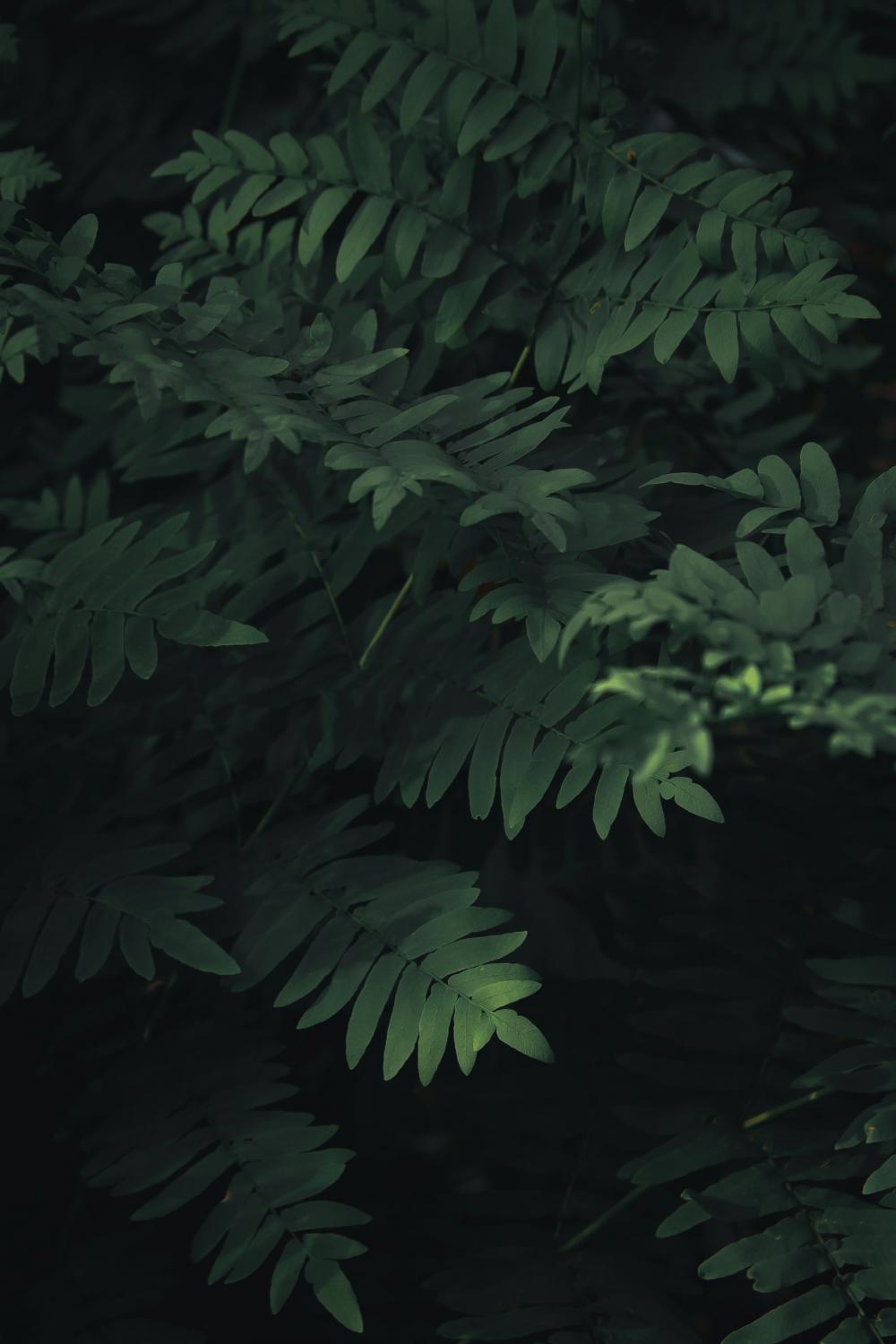 Deep Green Leaves Under Shadows Photo Deep Green Leaves Under Shadows Photo