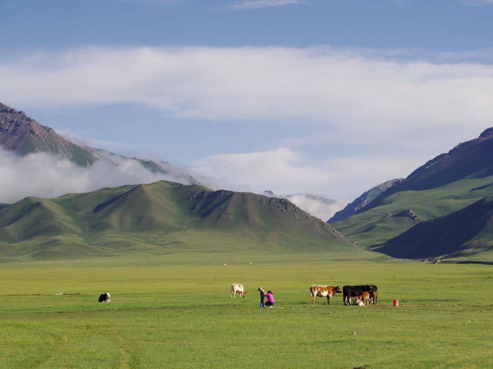 Small Family Tends To Their Cows Photo Small Family Tends To Their Cows Photo