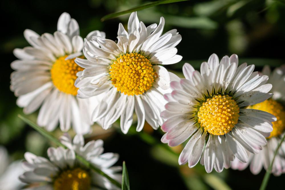 Cloe Up Of Daisies With Bright Yellow Head Photo Cloe Up Of Daisies With Bright Yellow Head Photo