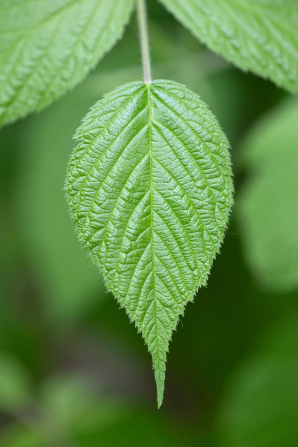 Macro Plant Leaf Macro Plant Leaf