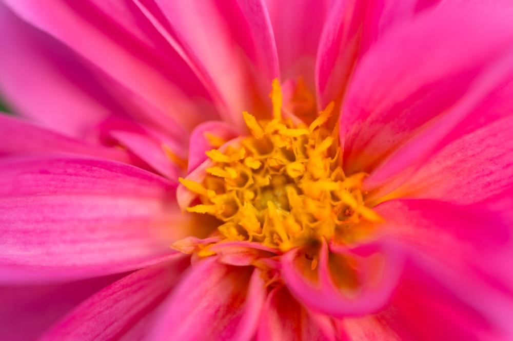 Flower Macro Flower Macro