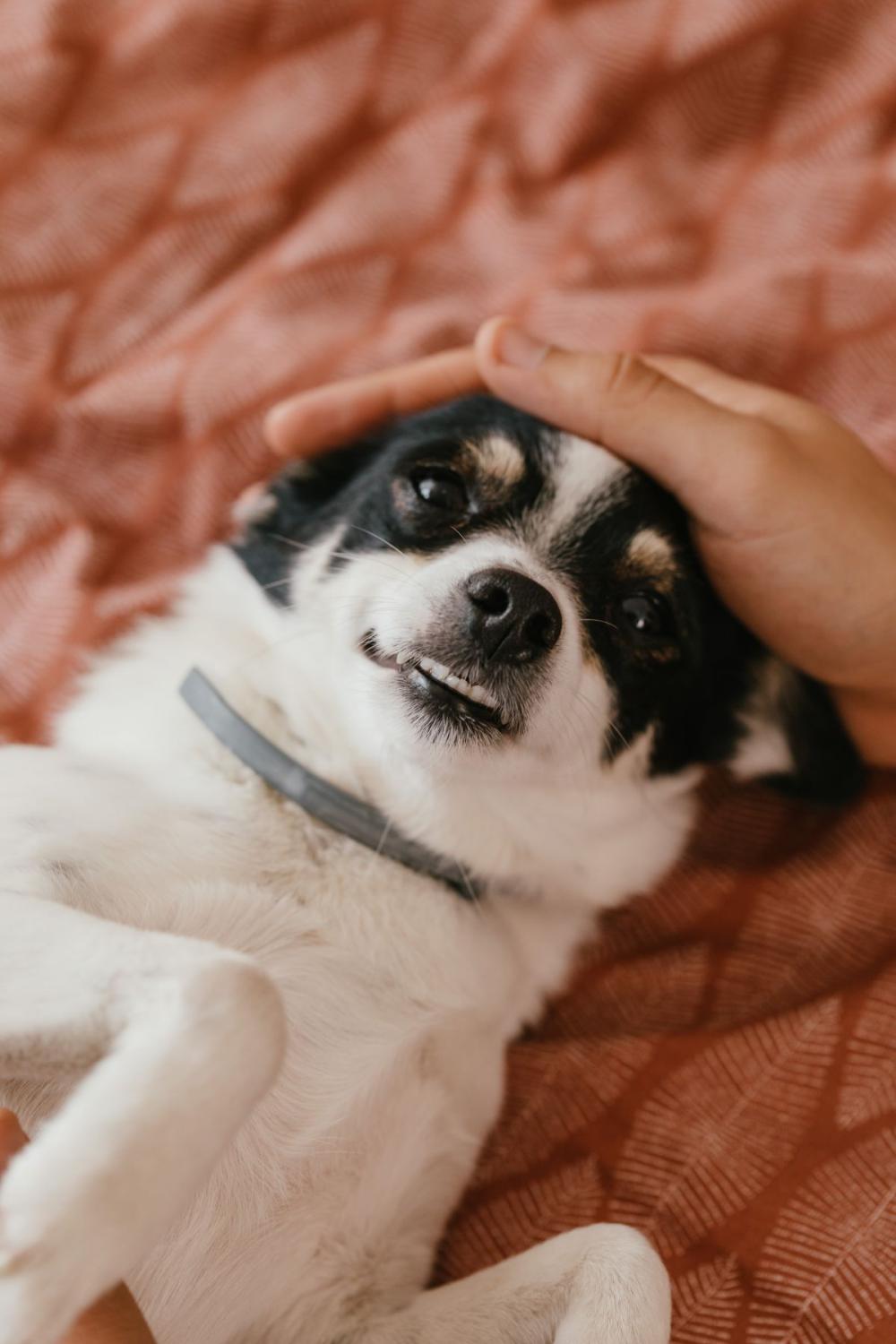 Little dog on the bedding Little dog on the bedding