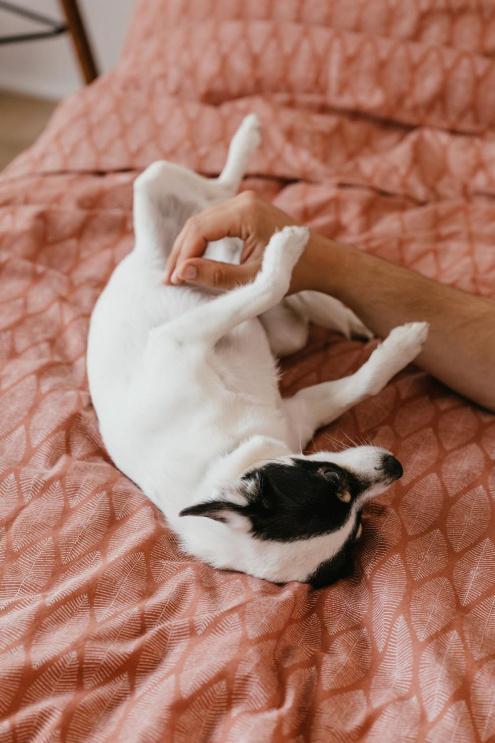 Little dog on the bedding Little dog on the bedding