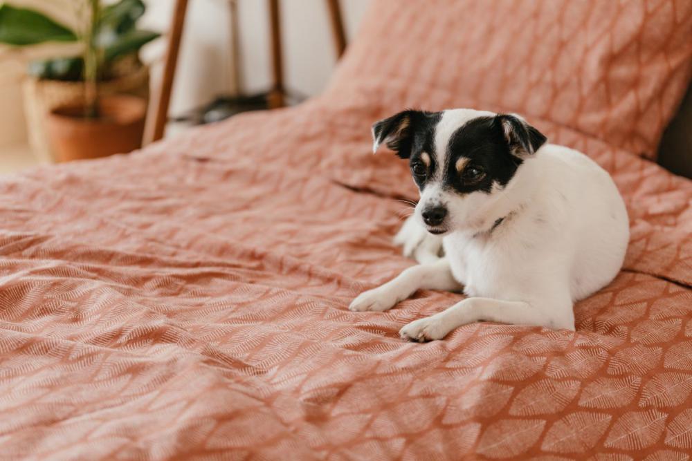 Little dog on the bedding Little dog on the bedding