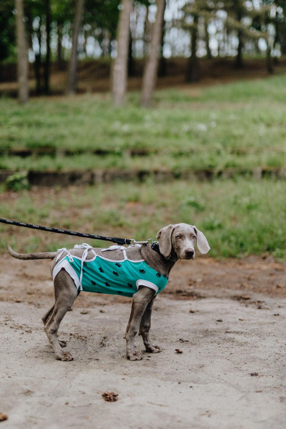 Dog dressed in post-surgery clothes - Recovery Suit Dog dressed in post-surgery clothes - Recovery Suit
