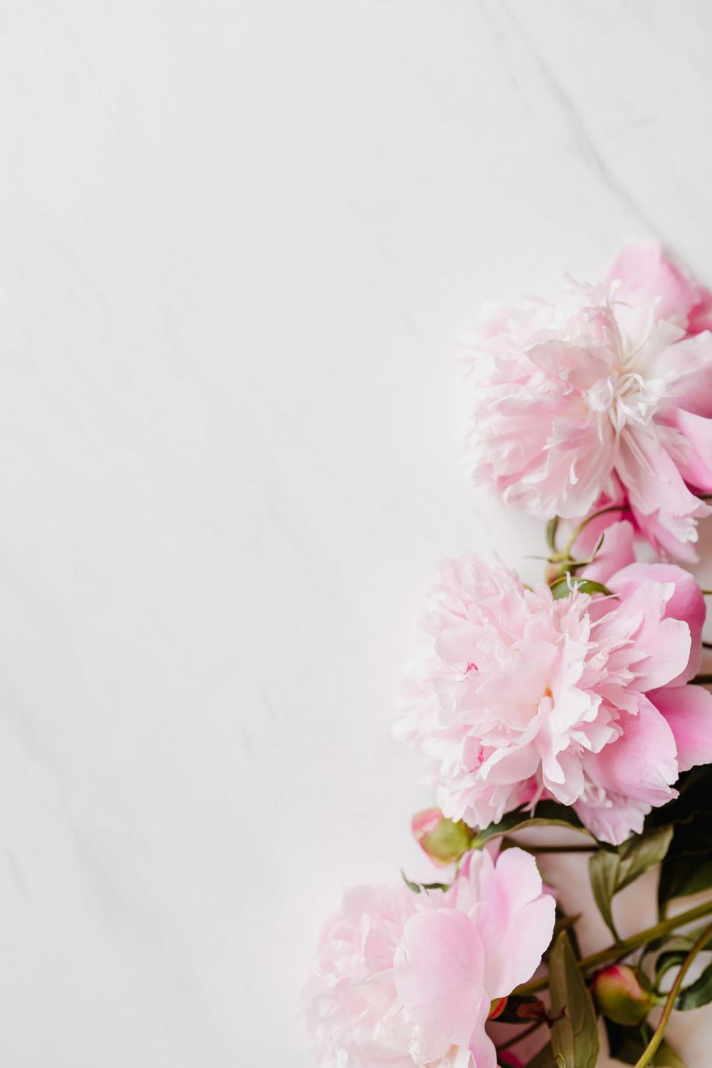 Peonies on white marble background Peonies on white marble background