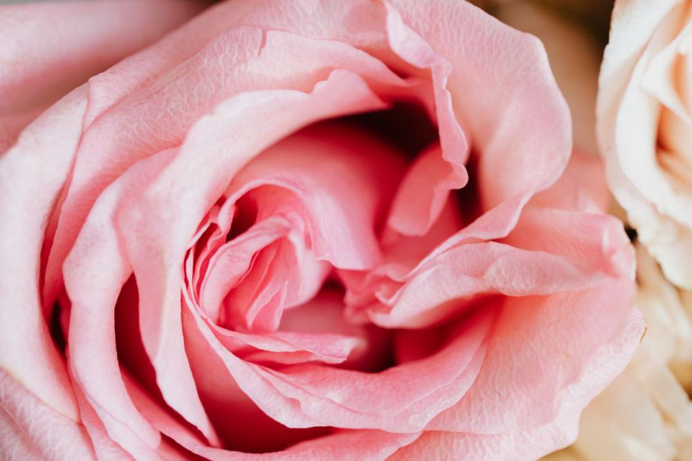 Cute pink roses Cute pink roses