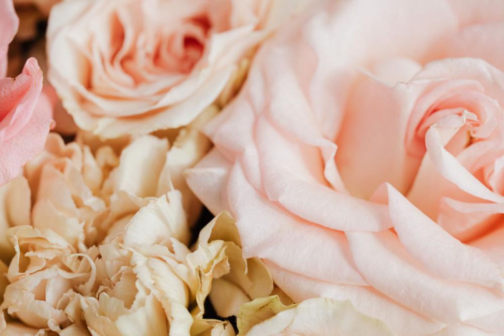 Cute pink roses Cute pink roses