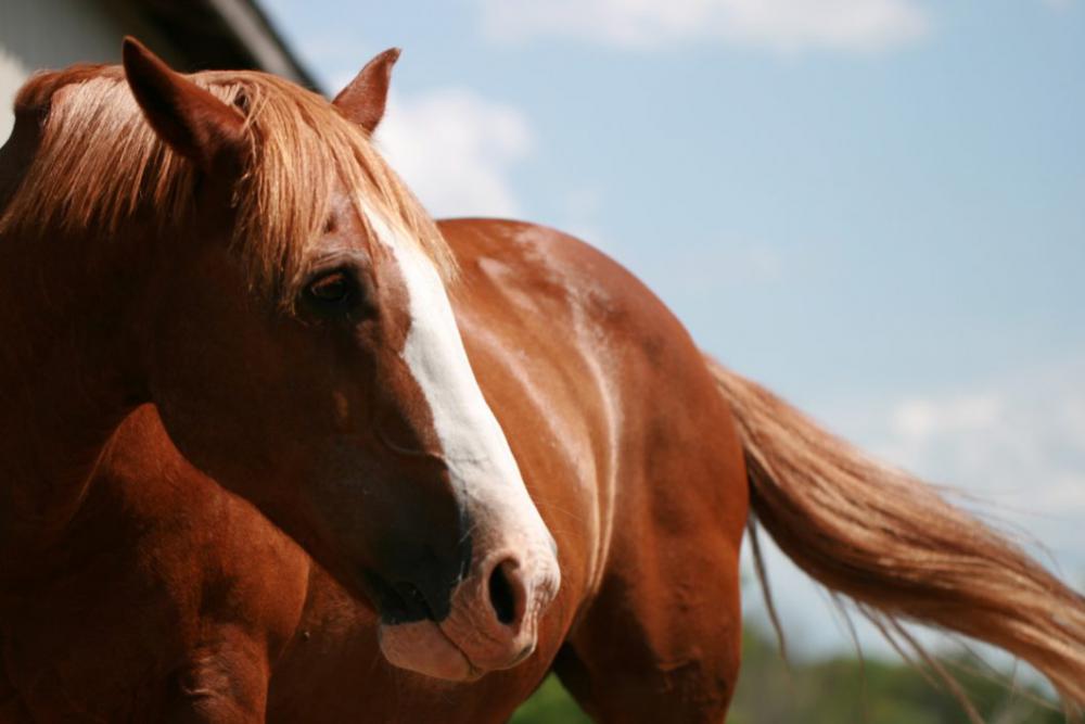 Horse Sunny Free Photo Horse Sunny Free Photo