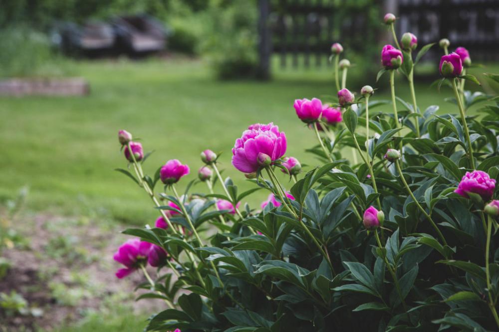 Blossoms Garden Flower Free Photo Blossoms Garden Flower Free Photo