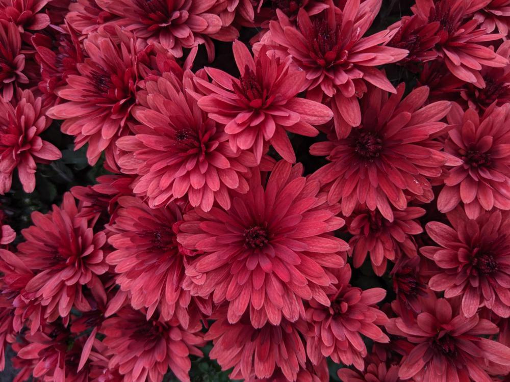 Pink Dahlia Flowers Blossom Under The Sun Photo Pink Dahlia Flowers Blossom Under The Sun Photo