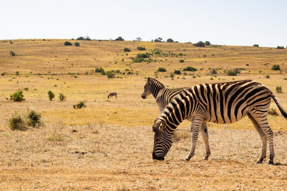 Zebras Grazing Together In The Desert Photo Zebras Grazing Together In The Desert Photo