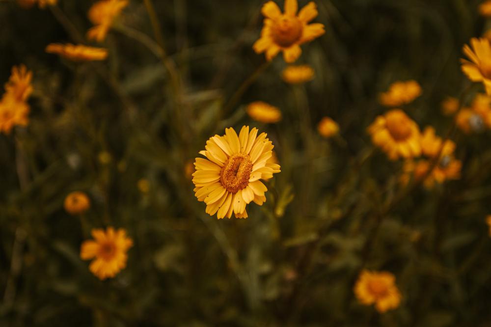 Yellow Chrysanthemums Flowers On A Warm Day Photo Yellow Chrysanthemums Flowers On A Warm Day Photo