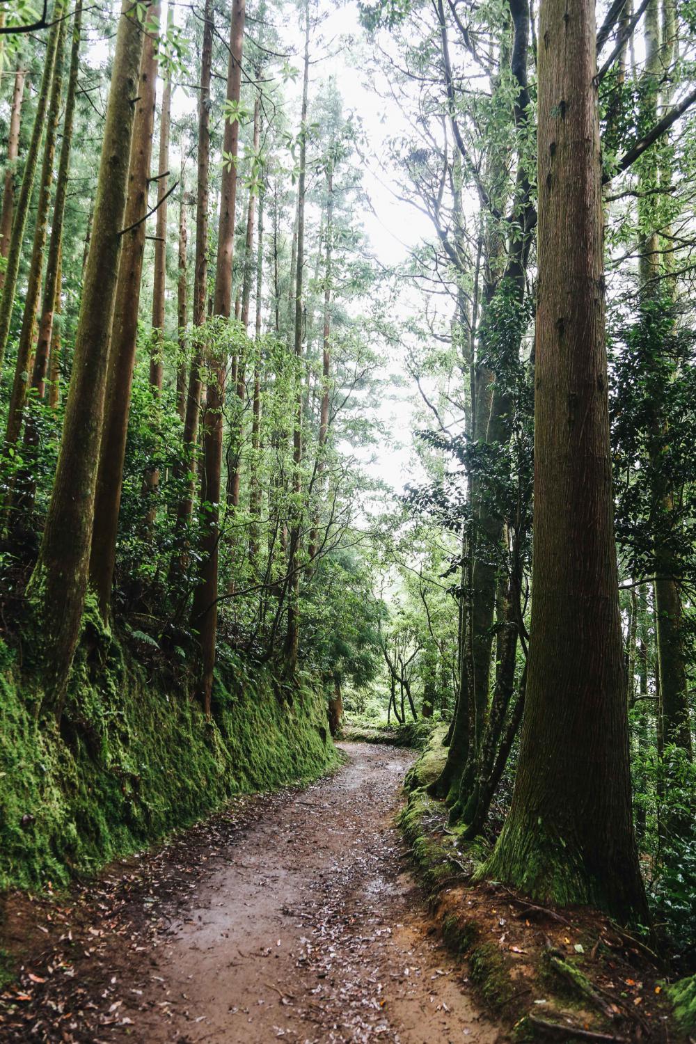 Empty Forest Walk Surrounded By Trees Photo Empty Forest Walk Surrounded By Trees Photo