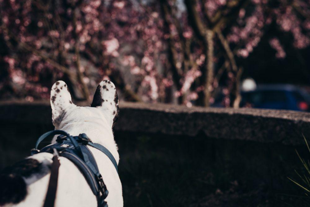 French Bulldog in a harness 2 French Bulldog in a harness 2