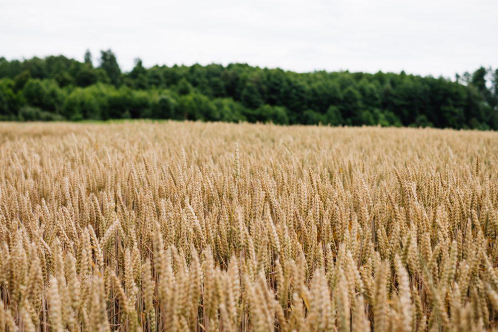 Wheat field 2 Wheat field 2