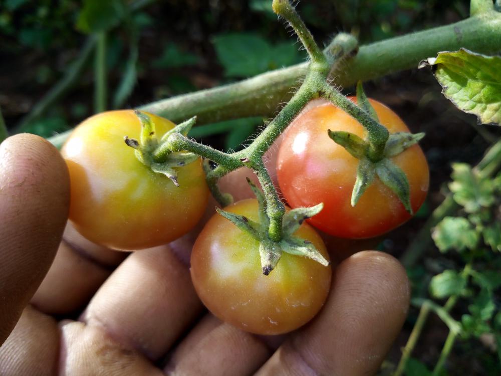 grow, pasture, vegetable, fruit, agriculture, leaf, nutrition, tomatoes, garden, nature, farming grow, pasture, vegetable, fruit, agriculture, leaf, nutrition, tomatoes, garden, nature, farming