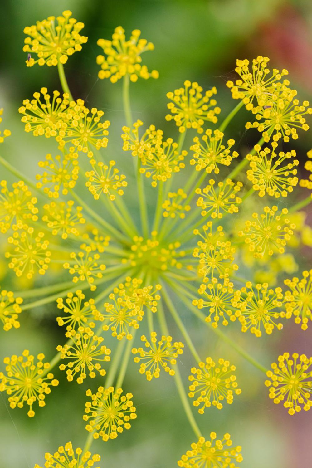 Nature bacckgrounds - wallpaper Nature bacckgrounds - wallpaper