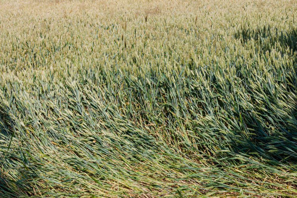 Nature bacckgrounds - wallpaper Nature bacckgrounds - wallpaper
