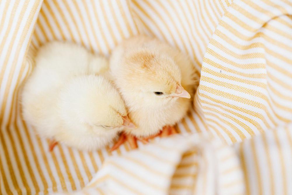 Cute baby chickens Cute baby chickens