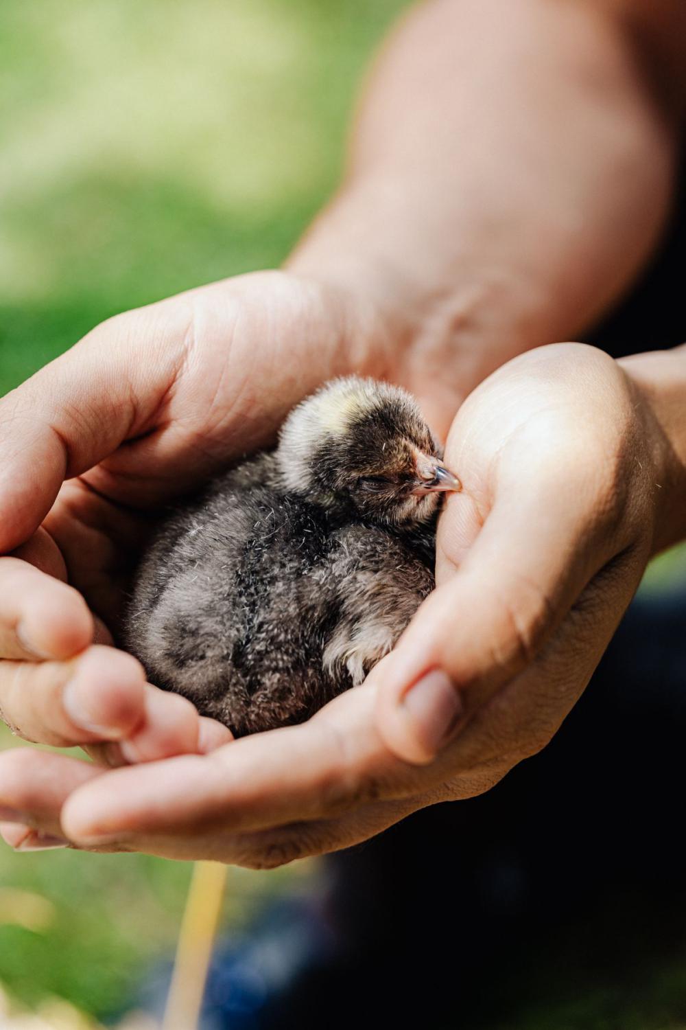 Cute baby chickens Cute baby chickens