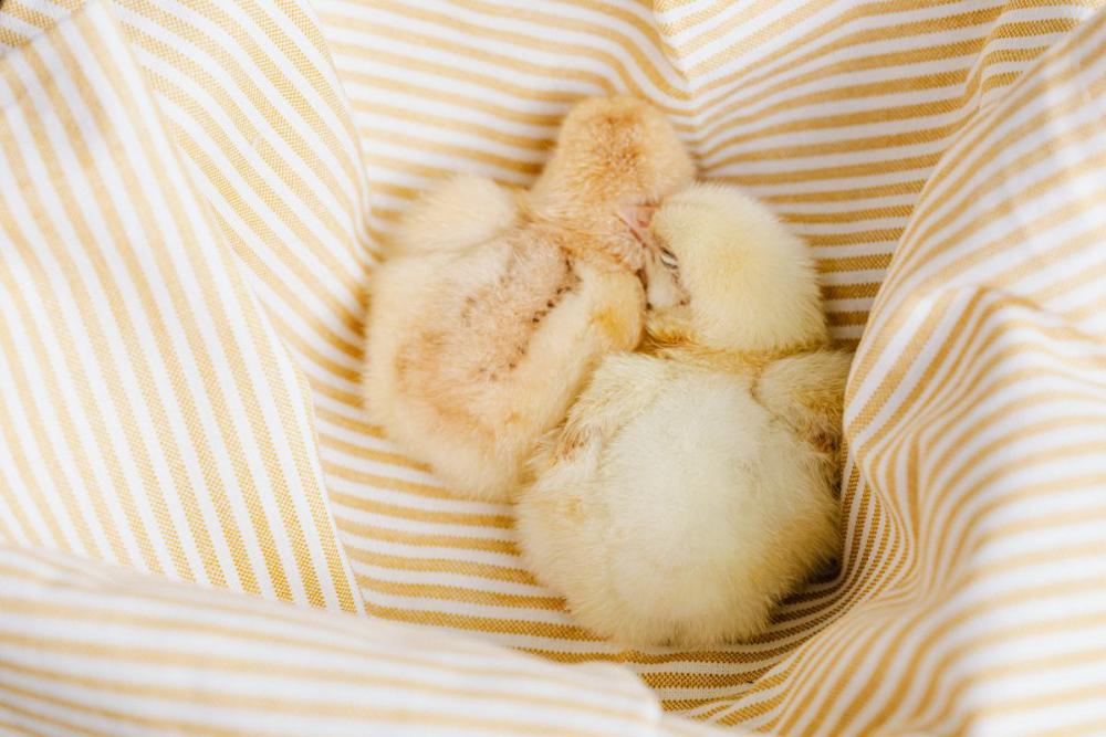 Cute baby chickens Cute baby chickens