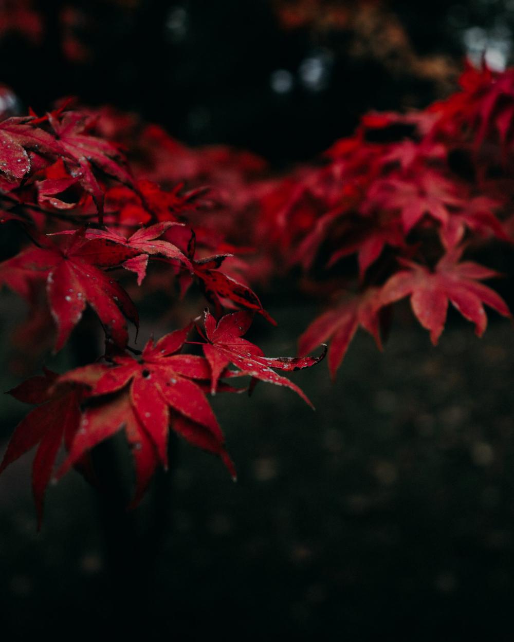 Red autumn Red autumn
