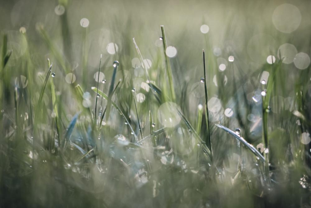 Dew Grass Bokeh Free Photo Dew Grass Bokeh Free Photo