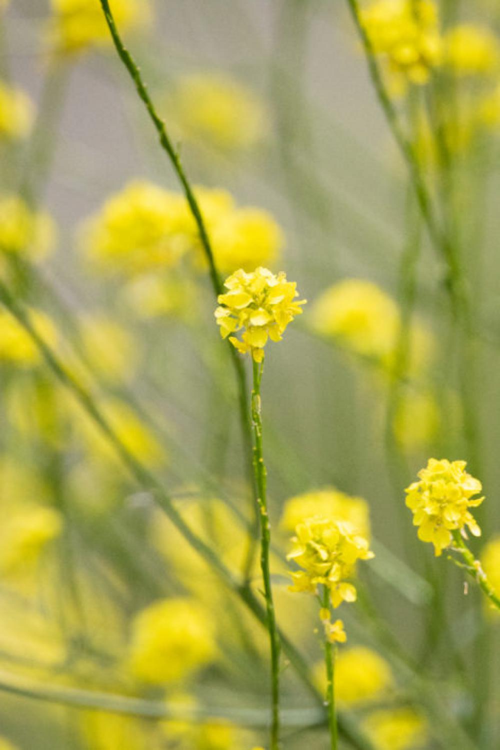 Yellow Flowers Free Photo Yellow Flowers Free Photo