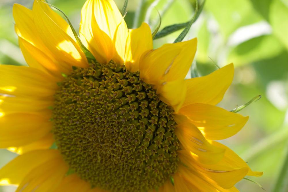 Sunflower Close up Free Photo Sunflower Close up Free Photo