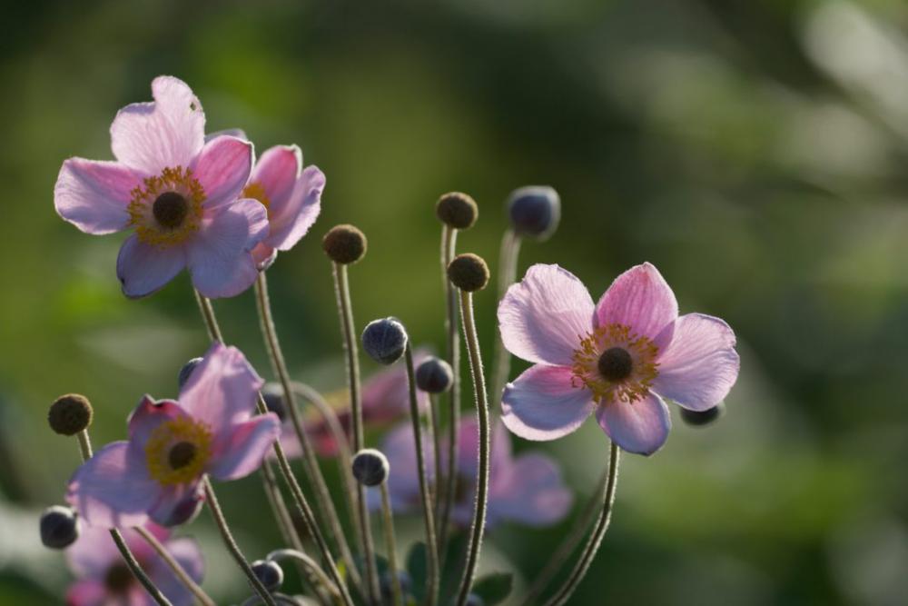 Flower Buds Garden Free Photo Flower Buds Garden Free Photo