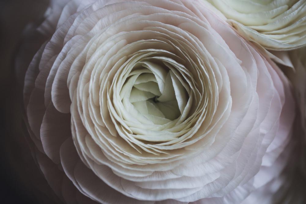 Close Detailed View Of White Petals Photo Close Detailed View Of White Petals Photo