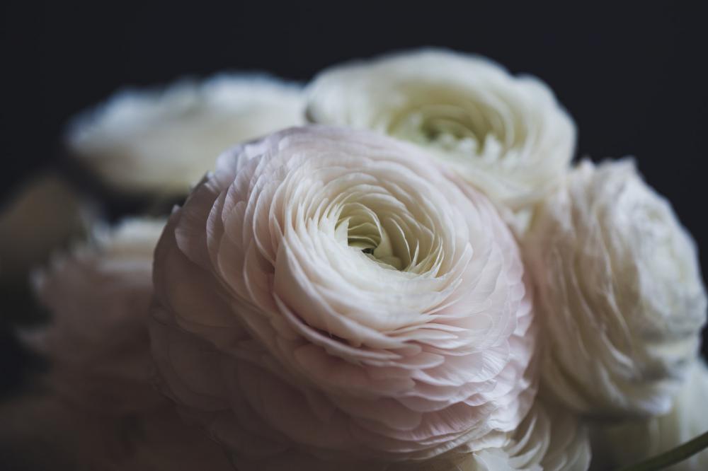 Close Pespective Of Detailed Flower Photo Close Pespective Of Detailed Flower Photo