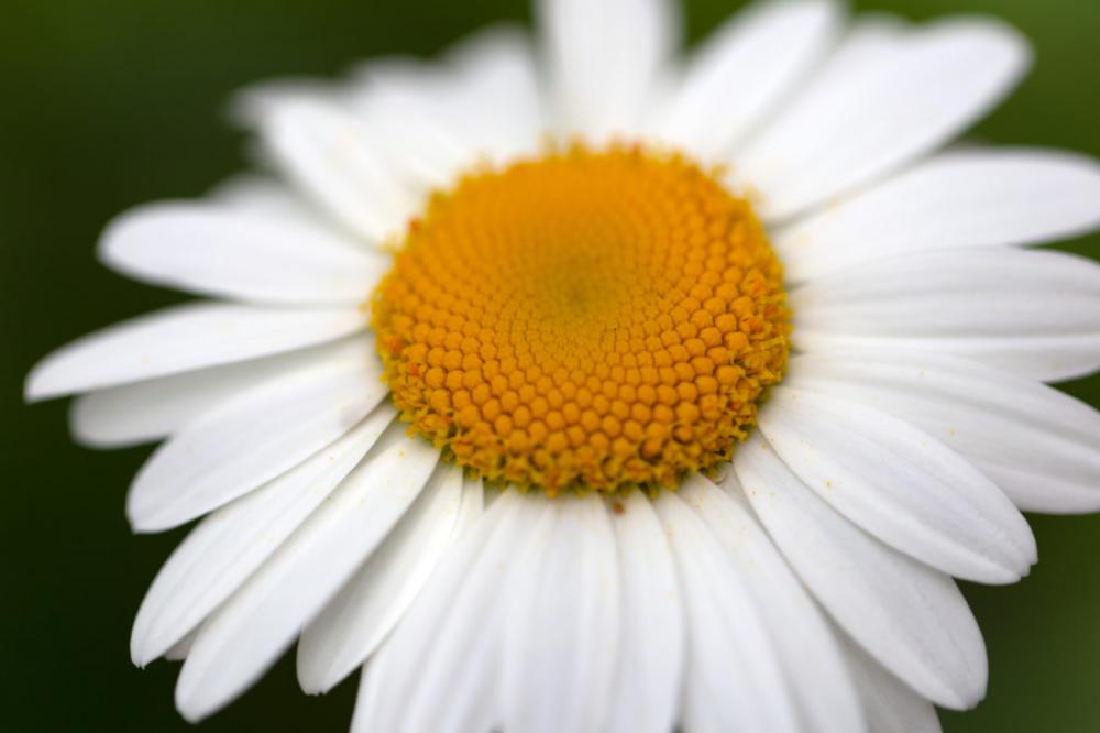 White Daisy White Daisy