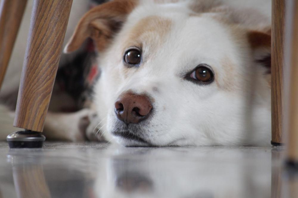 dog, canine, pet, puppy, animal, looking, eyes, sit, domestic, fur dog, canine, pet, puppy, animal, looking, eyes, sit, domestic, fur