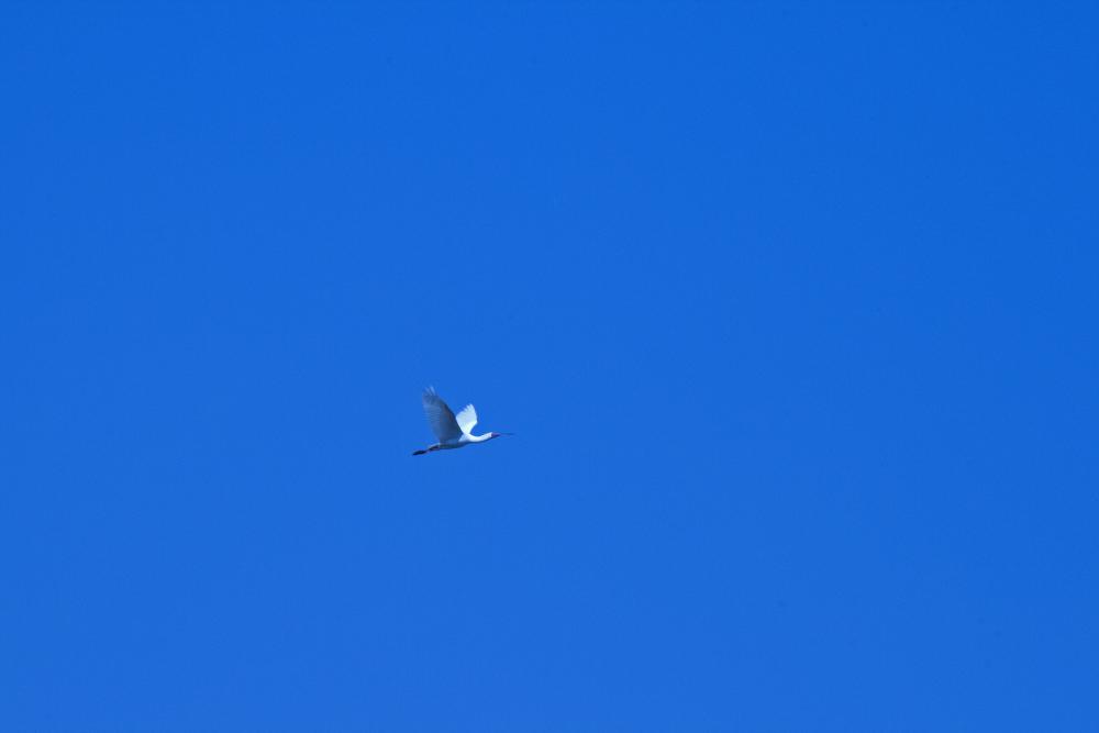 African Spoonbill Flying High African Spoonbill Flying High