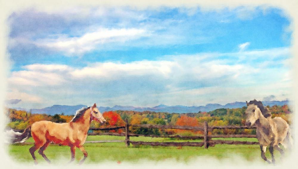 Horses On The Field Horses On The Field