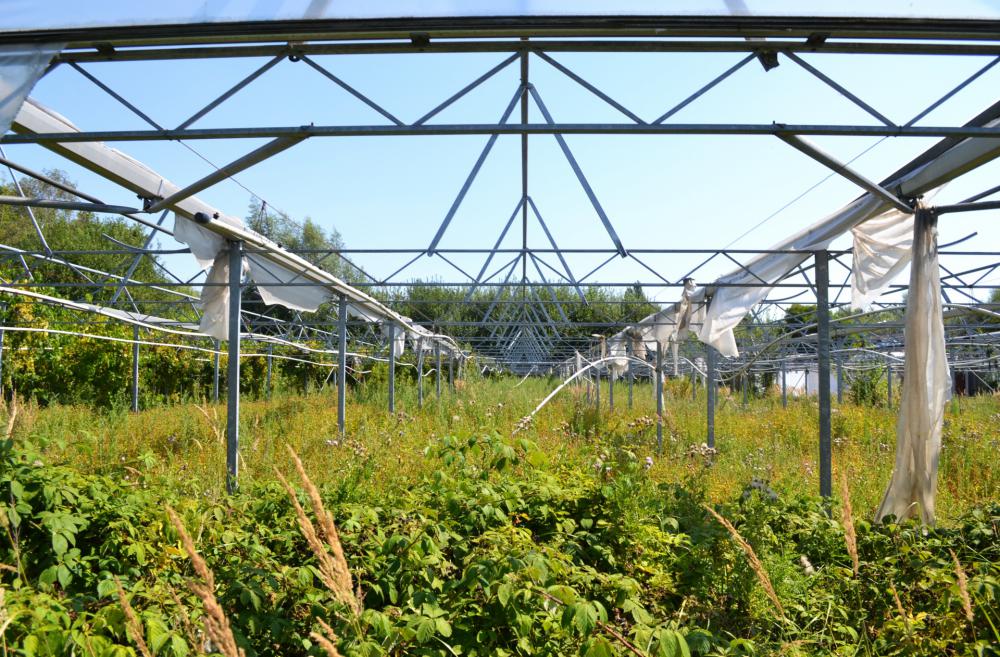 Abandoned Greenhouse Abandoned Greenhouse
