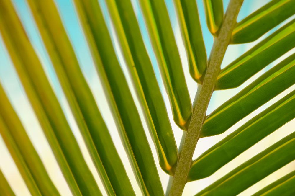 Green Palm Leaf Close Up Green Palm Leaf Close Up