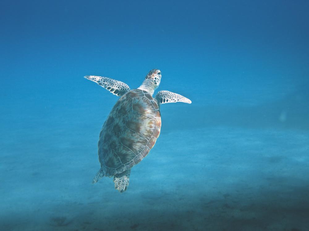 Turtle Swimming To The Surface Turtle Swimming To The Surface
