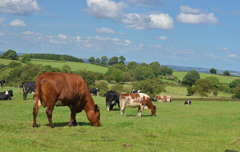 Group Of Cows Grazing In A Sunny Feild Group Of Cows Grazing In A Sunny Feild