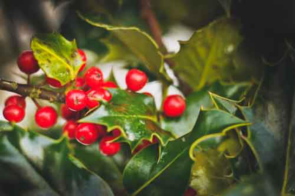 Holly Bush With Red Berries Holly Bush With Red Berries