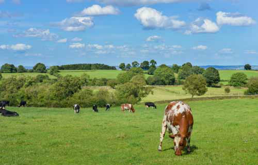 Brown And Black Cows Grazing In Farmers Field On Sunny Day Brown And Black Cows Grazing In Farmers Field On Sunny Day