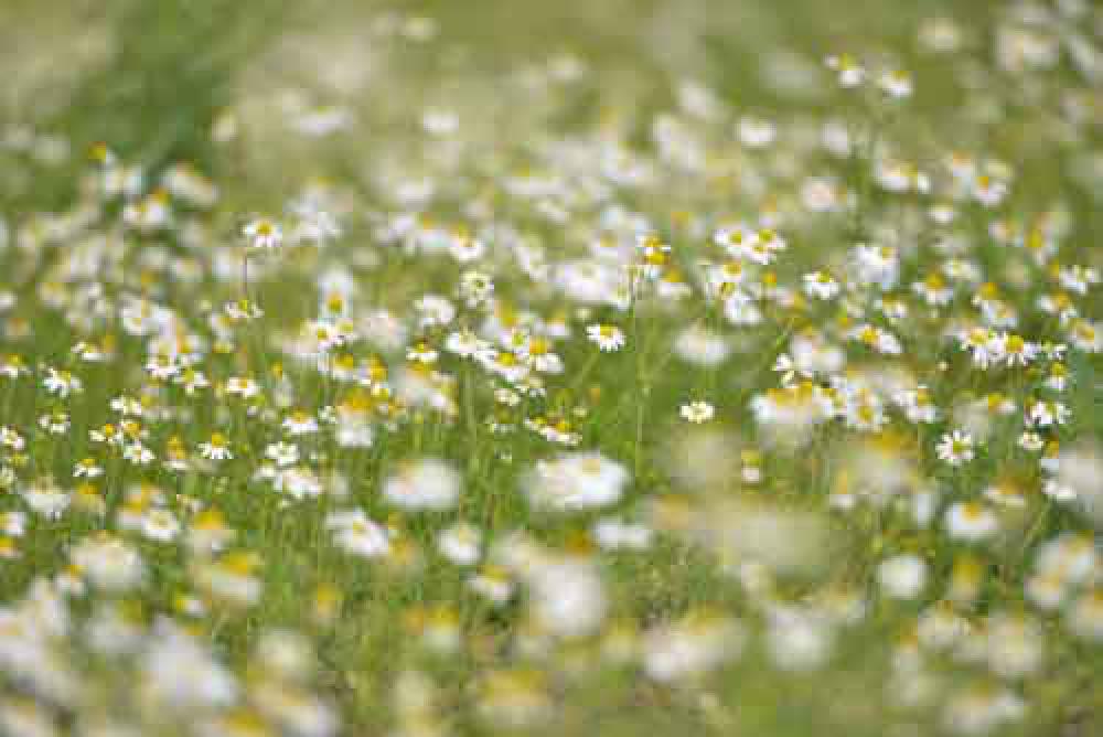 Lots Of Wild Daisies in A field With Narrow Focus Lots Of Wild Daisies in A field With Narrow Focus