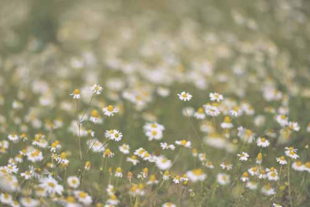 Lots Of Wild Daisies in A field With Narrow Focus Retro Color Grade Lots Of Wild Daisies in A field With Narrow Focus Retro Color Grade